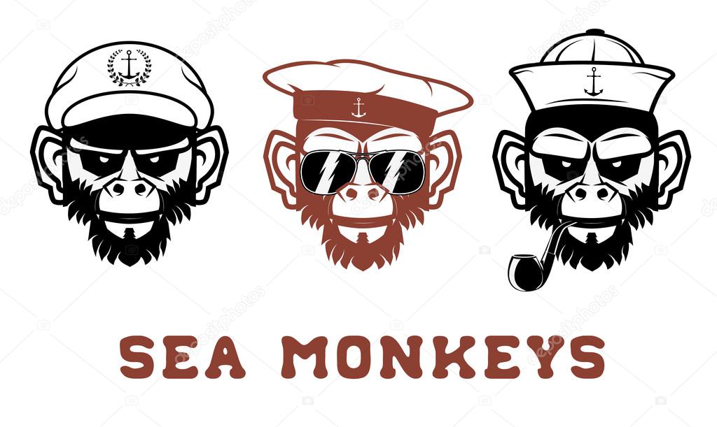 sea monkey in vector