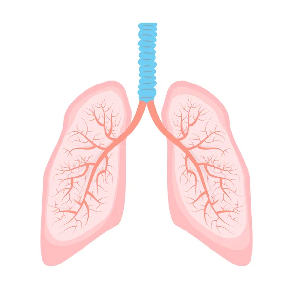 Menselijke longen illustratie. — Stockvector