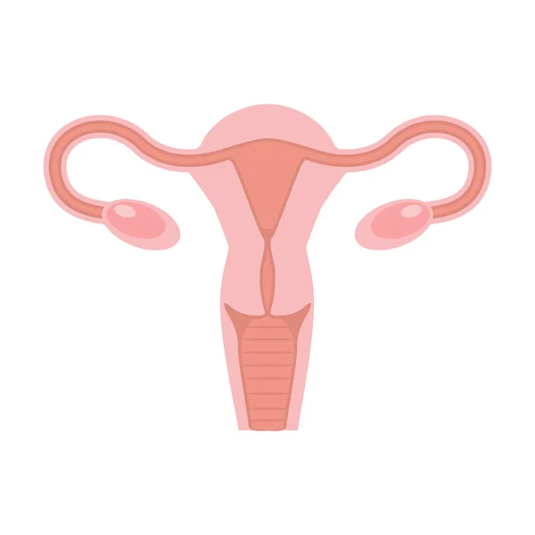 Illustrazione utero umano — Vettoriale Stock