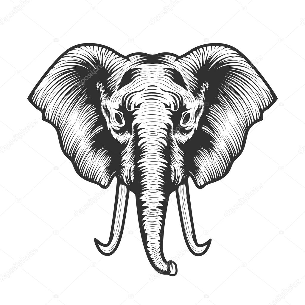 elephant head illustration.