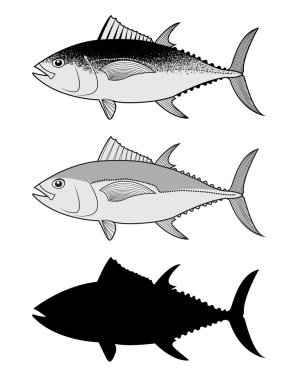 Set of the tuna in vector. clipart