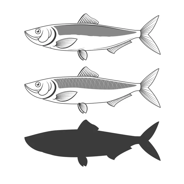 Conjunto de ilustraciones de peces arenque . — Vector de stock