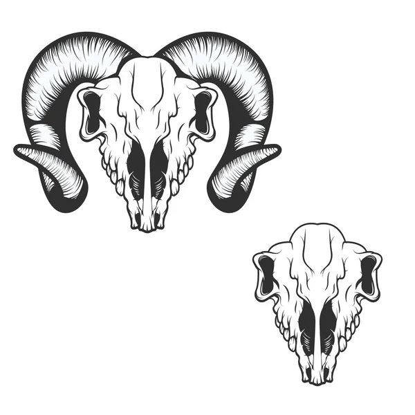 Ram skull. vector illustration. — Stock Vector