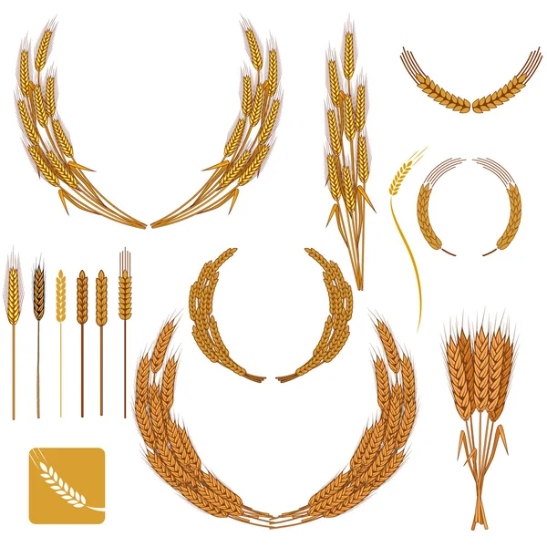 Набір пшеничних вінків та елементів дизайну . — стоковий вектор