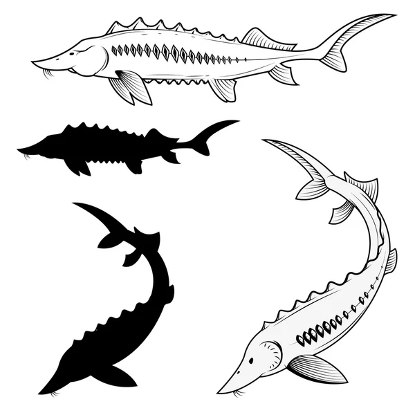 Set of sturgeon vector illustrations Stock Vector. 