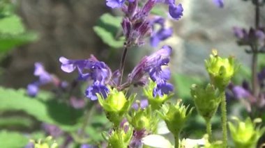 Leylak çiçeği güneş. Yaz esintisi çiçekler sallıyor.