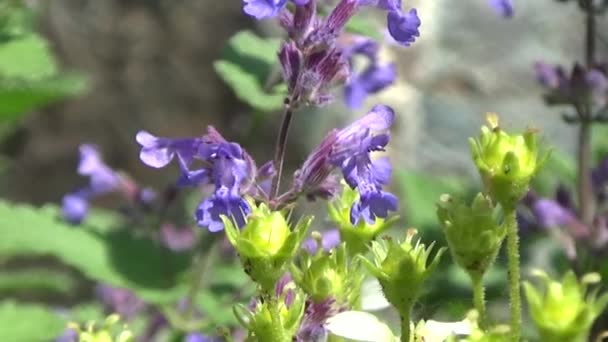 Lilac flower sun.Summer breeze shakes the flowers. — Stock Video