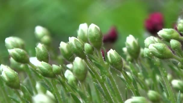 Irish moss blossoms with rain. — Stock Video