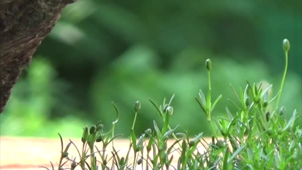 Irisches Moos mit Stein auf grünem Hintergrund. — Stockvideo