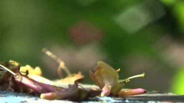 Mavi bir arka planda sarı. Düşmüş yapraklar bir bahçe sırasına hanımeli. Işık ve gölge oyunu. Üzüntü ve umut dolu güzel bir renk kombinasyonu..