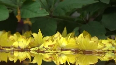 Sarı düşen çiçek yaprakları suya yansıyor. Parlak yeşil bir arka plan değil. Görüntü soluklaşması bir üzüntü ve sessizlik havası yaratır..