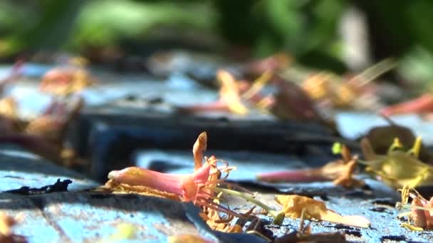 Giallo su sfondo blu.Petali caduti caprifoglio su un banco da giardino.Il gioco di luce e ombra.Bella combinazione di colori di costruire l'umore di tristezza e speranza per il meglio.Mattina estiva . — Video Stock