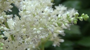 Astilbe beyaz. Çiy li çiçek. Yaz sabahı. Parlak sulu renkler doğa ile bağlantı arzusu oluşturmak. Yeşil arka plan ruhu yatıştırıyor. Çiçekli bitki resmi canlı yapar, üzüntü ve sessiz ruh hali.