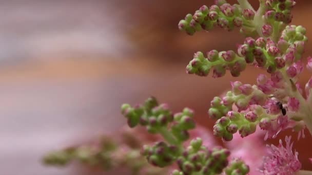 Astilbe roz cu furnică .Astilbe alb.Flori cu rouă. Dimineața de vară. Culorile suculente strălucitoare construiesc dorința de a se conecta cu natura. Fundalul verde calmează sufletul. Planta cu flori face imaginea vie, starea de spirit de tristețe și liniște . — Videoclip de stoc