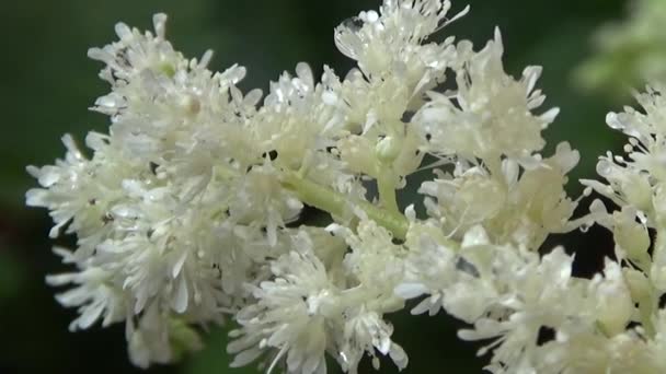 Astilbe white.Flower with dew. Summer morning.Bright juicy colors build up the desire to connect with nature. Green background soothes the soul. Flowering plant makes the picture alive, the mood of sadness and quiet. — Stock Video