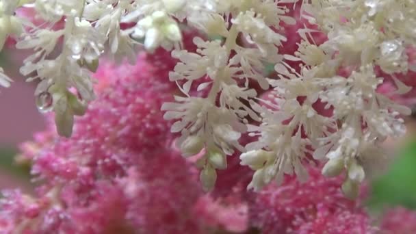 Astilbe bílá a růžová. Jasně šťavnaté barvy si stavějí touhu spojit se s přírodou. Zelené pozadí uklidňuje duši. Kvetoucí rostlina oživil obraz, náladu smutku a ticha. Květinka s rosou. Letní ráno. — Stock video