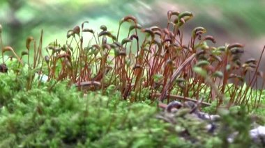 Eski bir ağaç kütüğü üzerinde çevrili Ladin iğne yosun yetişir.