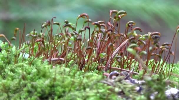 Moss grows on an old tree stump, surrounded spruce needles. — Stock Video