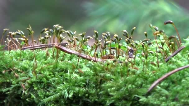 Moss crece en un tronco de árbol viejo, rodeado de agujas de abeto . — Vídeos de Stock