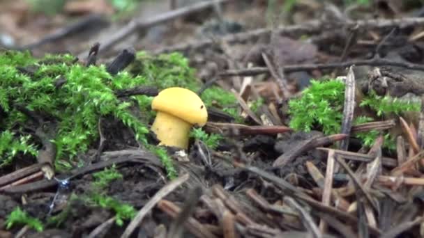 Chanterelle mushroom.Walk through the forest. — Stock Video