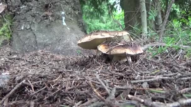 Boletus 새싹 버섯입니다. 숲을 통해 서 도보. 여름 흐린 날. — 비디오
