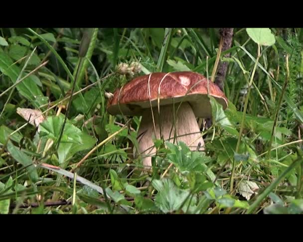Summer, day, cloudy, mushroom, Boletus . — стоковое видео