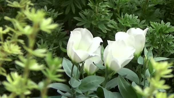 Un bouquet de lilas. Lilas et blanc . — Video