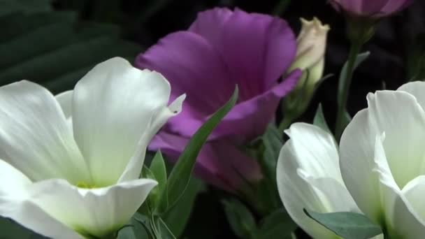 Un bouquet de lilas. Lilas et blanc . — Video