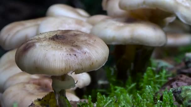 Honey agaric.Mushrooms. — Stock Video