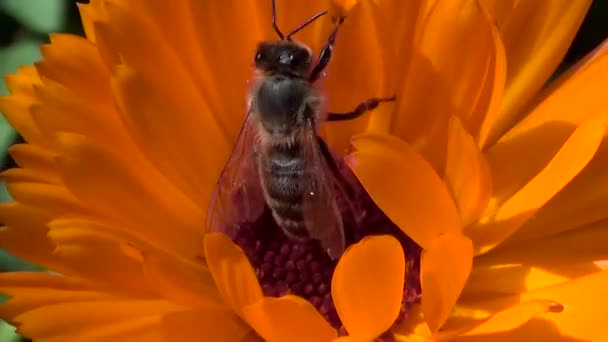 Abeille sur fleur orange . — Video