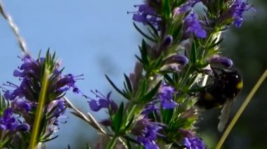 Bumblebee üzerinde mavi bir çiçek. Mavi gökyüzü arka plan.