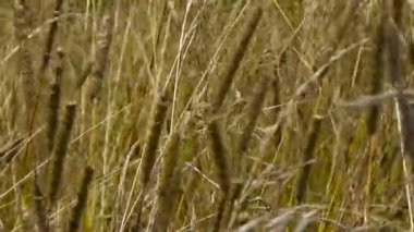 Vahşi sarı çim alan. Hafif esinti çim sways.