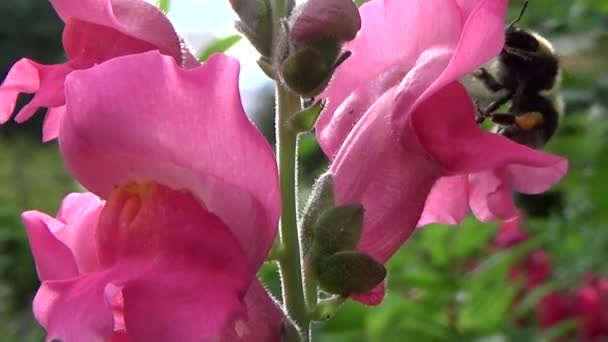 Hommel op een roze bloem. — Stockvideo