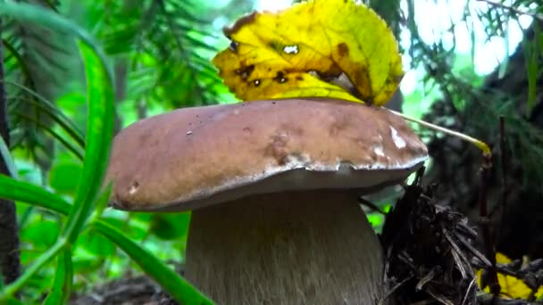 Weißer Pilz mit gelbem Blatt. — Stockvideo