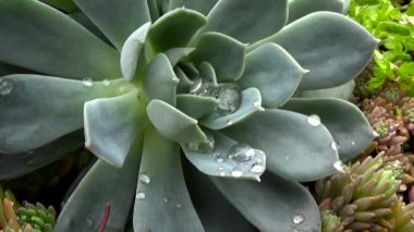 Echeveria sulu. Yağmur çiy damlaları ile kaplı sonra çiçek.