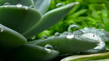 Echeveria sulu. Yağmur çiy damlaları ile kaplı sonra çiçek.