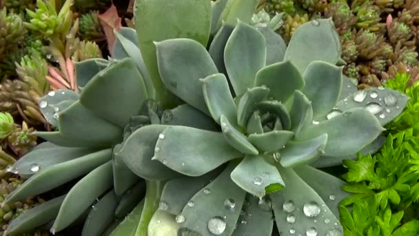 Echeveria sappig. Bloemen na de regen bedekt met druppels dauw. — Stockvideo