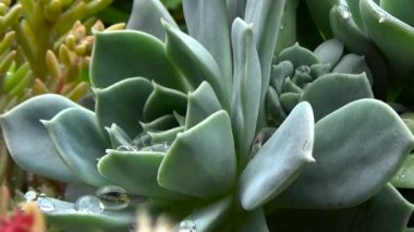 Echeveria sulu. Yağmur çiy damlaları ile kaplı sonra çiçek.