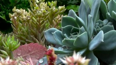 Echeveria sulu. Yağmur çiy damlaları ile kaplı sonra çiçek.