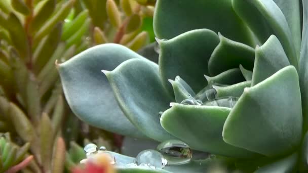 Echeveria sappig. Bloemen na de regen bedekt met druppels dauw. — Stockvideo