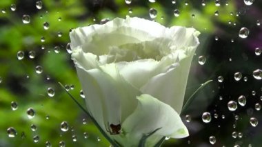 Eustoma üzerinde beyaz arka plan yağmur.