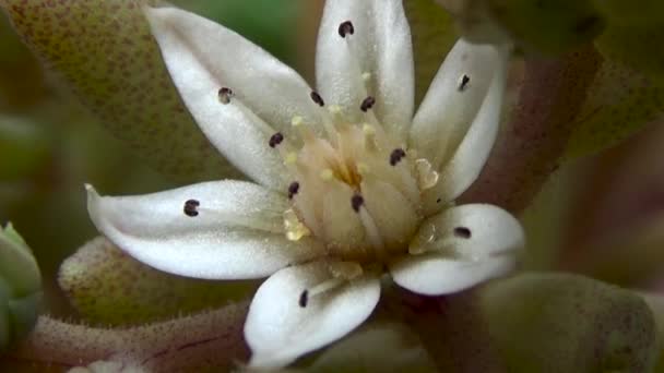 Flor blanca suculenta . — Vídeos de Stock