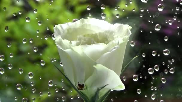 Eustoma sur fond blanc pluie . — Video
