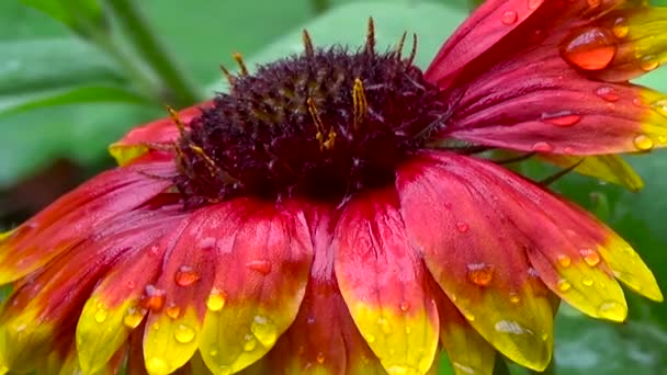 Gaillardia rote und gelbe Blume nach Regen. — Stockvideo