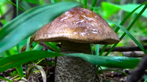 Champiñón marrón mojado por la lluvia de pie en la hierba . — Vídeos de Stock