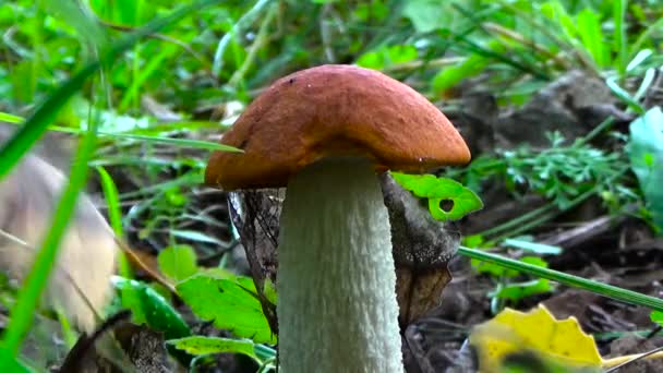 Красный гриб в траве. — стоковое видео