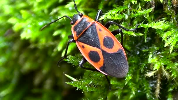 Red and black beetle on the background of green moss. — Stock Video