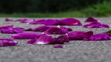 Mor gül yaprakları asfalt üzerinde dağınık.