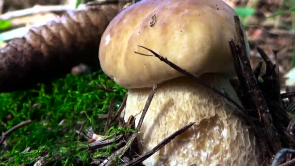 Белый грибок с шишкой на фоне мха . — стоковое видео