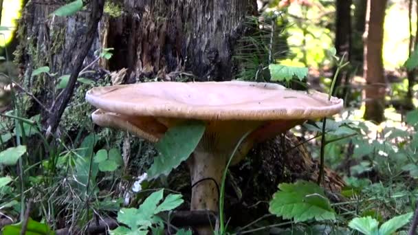 Big mushroom near the tree. — Stock Video